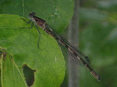 Coenagrionidae
