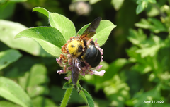 Xylocopa appendiculata