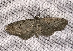 Aethalura intertexta