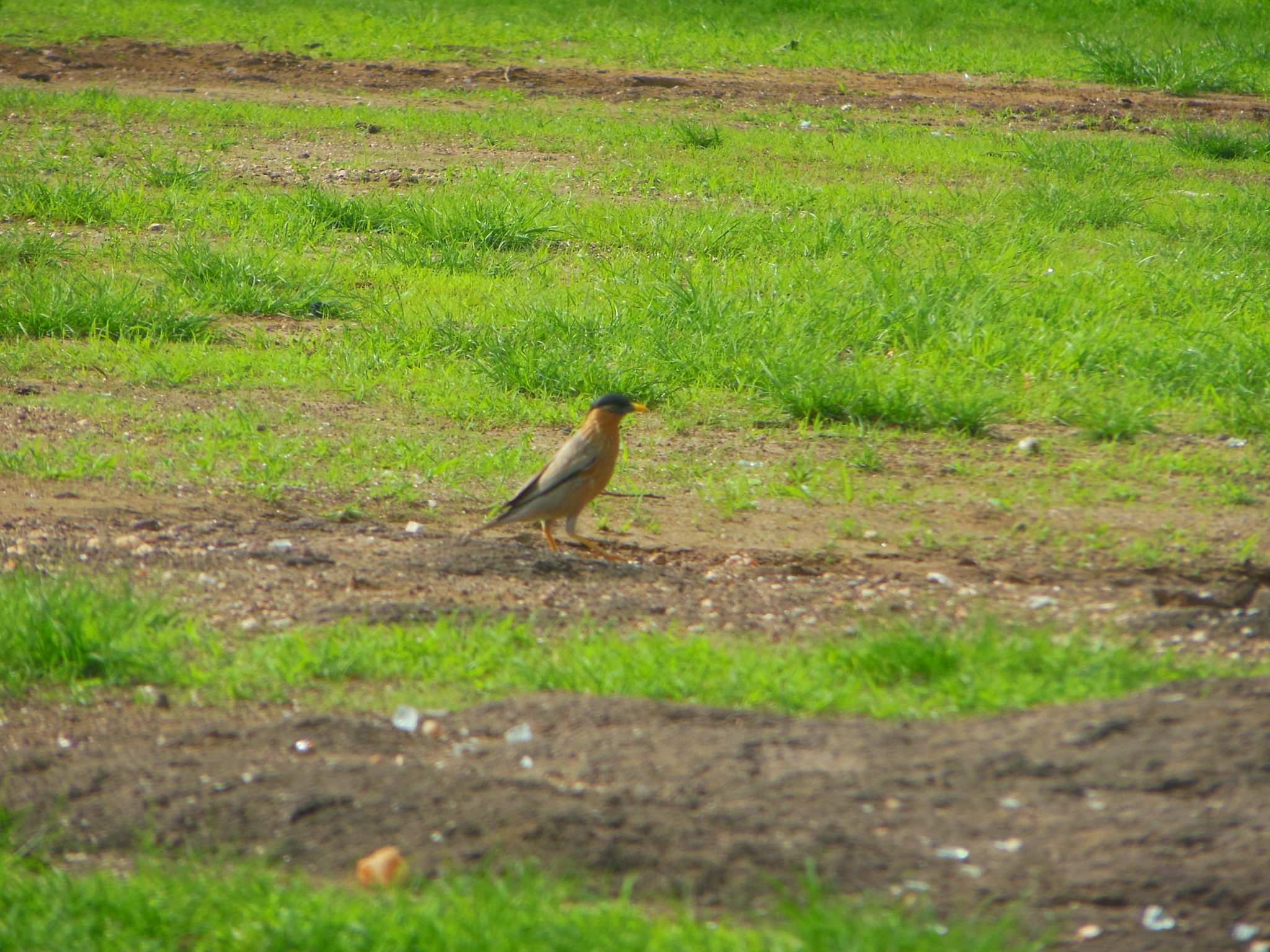 Brahminy Starling