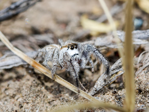 Pellenes dilutus · iNaturalist