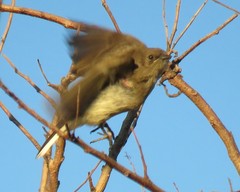 Prodotiscus regulus