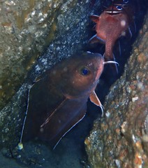 Lotella rhacina