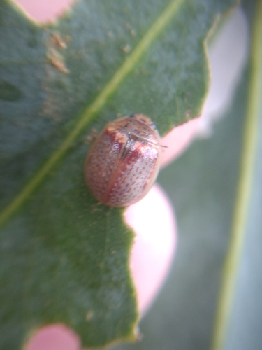 Eucalyptus Leaf Beetle photo 4