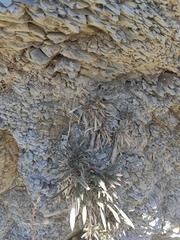 Convolvulus lineatus