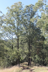 Eucalyptus crebra