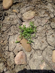 Convolvulus simulans