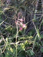 Geum triflorum