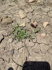 Convolvulus simulans