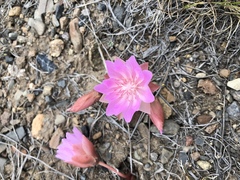 Lewisia rediviva
