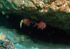 Trachichthys australis