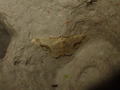 Idaea trigeminata
