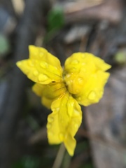 Goodenia ovata