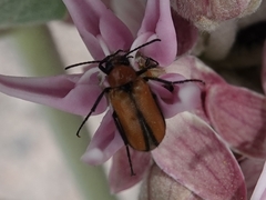 Nemognatha scutellaris