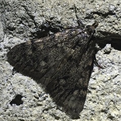 Aglossa pinguinalis