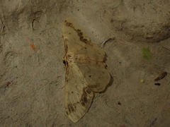 Idaea trigeminata