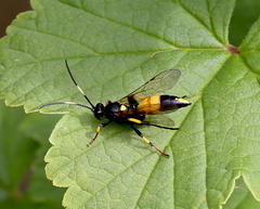 Ichneumon stramentor