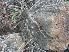 Microlophus bivittatus