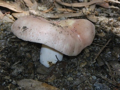 Russula kalimna