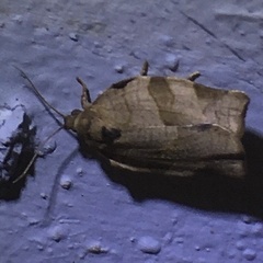 Choristoneura fractivittana