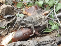 Phrynosoma taurus