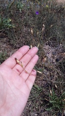 Dianthus marschallii
