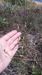 Dianthus marschallii