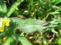 Irbisia californica