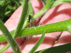 Irbisia californica