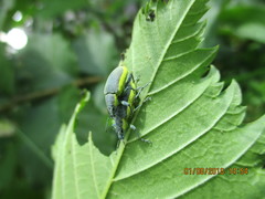 Chlorophanus viridis