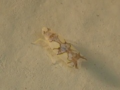 Protalebrella conica