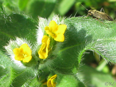 Irbisia californica
