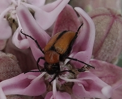 Nemognatha scutellaris