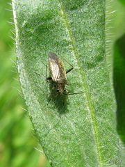 Irbisia californica