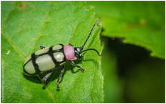 Omophoita octoguttata