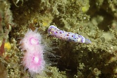 Goniobranchus thompsoni