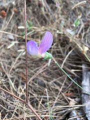 Lathyrus hirsutus