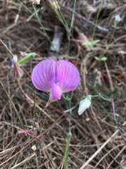 Lathyrus hirsutus