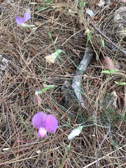 Lathyrus hirsutus