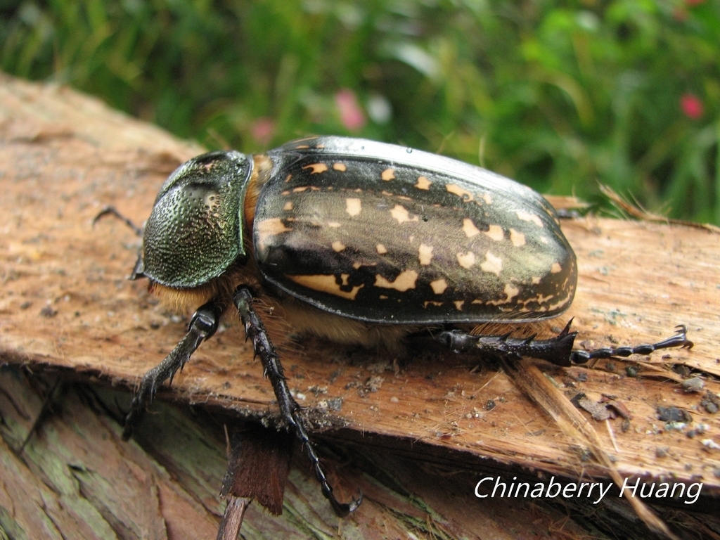 Formosan Long-armed Scarab (Cheirotonus formosanus) · iNaturalist