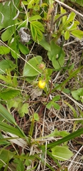 Potentilla stolonifera