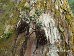 Cheirotonus formosanus