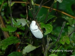 Cyphochilus crataceus