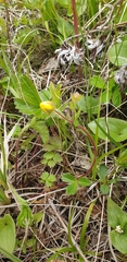 Potentilla stolonifera