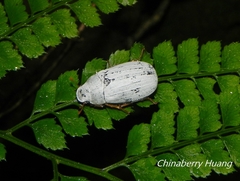 Cyphochilus crataceus