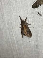 Notodonta scitipennis