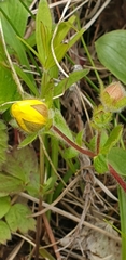 Potentilla stolonifera