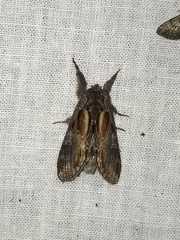 Notodonta scitipennis