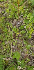 Potentilla stolonifera