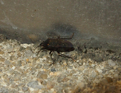 Neolethaeus assamensis